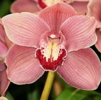 North of England Orchid Show
