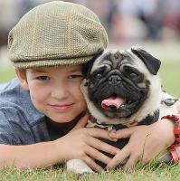All About Dogs Shows