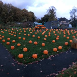 Pumpkin Picking/Halloween @ The Allotments
