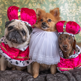 Dogstagram: UK’s first ever photo station for dogs