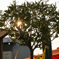 Saturday 2nd May - Closed to the general public at Jacobs Roof Garden