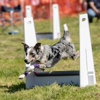 All About Dogs Show Newark at Newark Showground