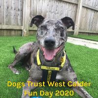 Dogs Trust West Calder Fun Day