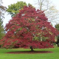 Autumn Walk & Lunch with the Head Gardener at The Swiss Garden