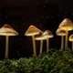 The Science of Magic Mushrooms with Dr Mourad Wahba Event Title Pic
