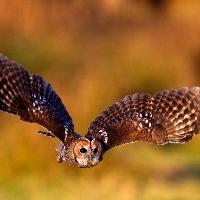 International Owl Awareness Day at Herrings Green Activity Farm And Bird Of Prey Centre