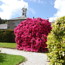 Explore Trevince Gardens