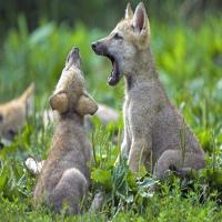 Wolfenoot