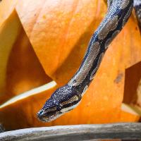 Halloween at the Zoo at Noah's Ark Zoo Farm