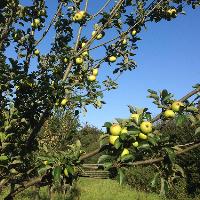 Fruit Tree Pruning Workshop at Cotesbach Educational Trust