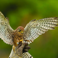 Medieval Falconry