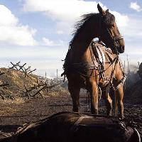 War Horse