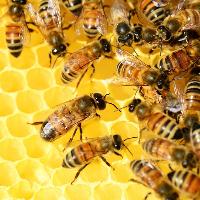Darlington Honey Show