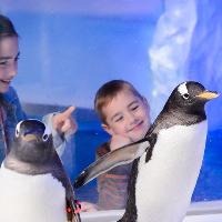 Penguin Present Pursuit