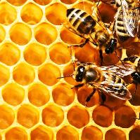 Lancashire Honey Show