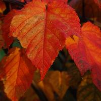 Workshop: Autumn & Winter Planting