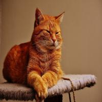 Kitty Calm