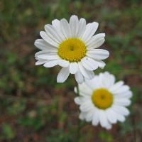 Guided Walk: Early Summer Flowers