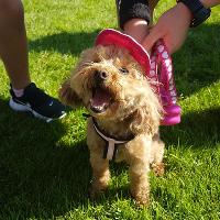 All About Dogs Show Suffolk at Trinity Park