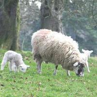 Spring Craft Fair-Cancelled