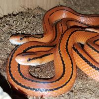Hands on Halloween Reptile Encounter at Dovercourt Skate Rink