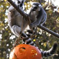 Hallowild