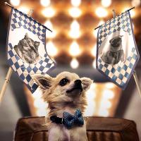 DOGtoberfest at Brewhemia Edinburgh