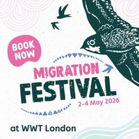 Migration Festival