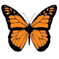 Big Butterfly Club