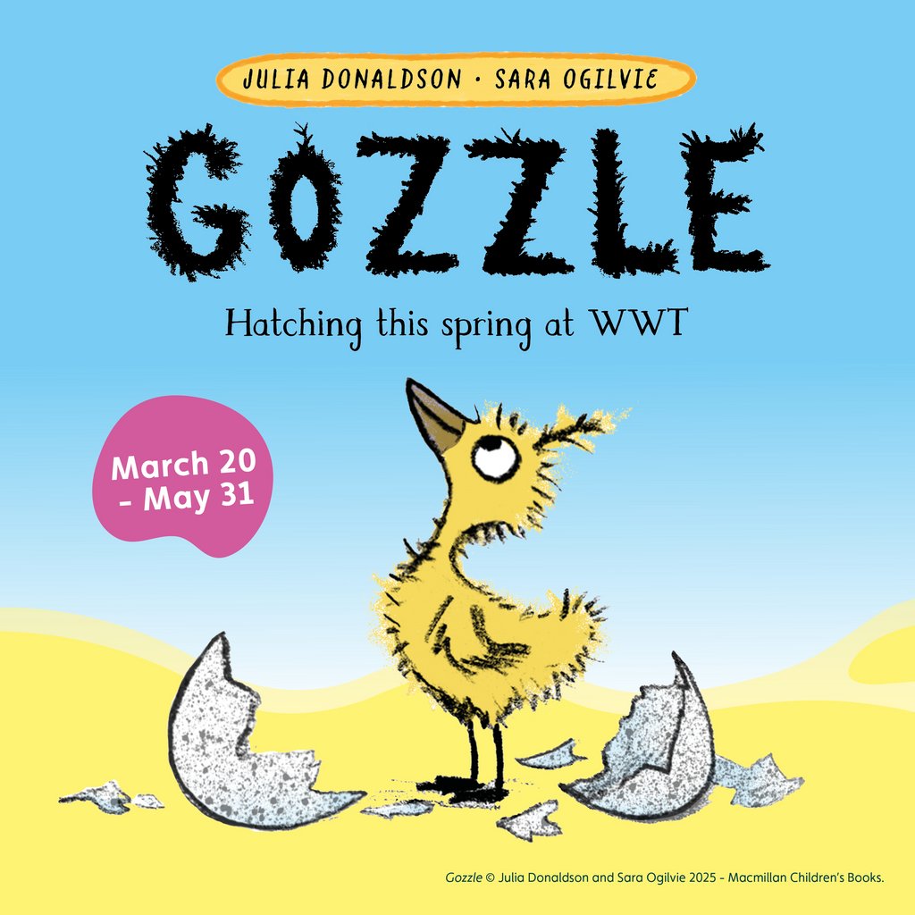 Gozzle