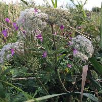 Wild Food Foraging Walk