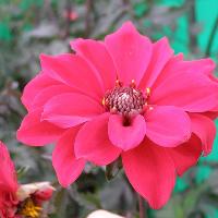 The Garden Show at Loseley Park at Loseley Park Guildford GU3