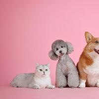 Animal Communication & Pet Psychic Workshop