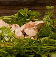 Cardiff Foraging Courses with wild food uk at Bute Park