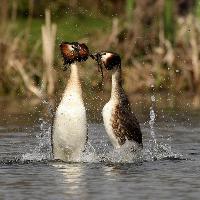 Wetland Birds & Courtship Walk