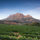 World of Wine: South Africa and the USA