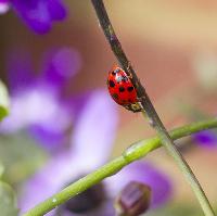 The Swiss Garden’s Summer Bug Hunt at Shuttleworth