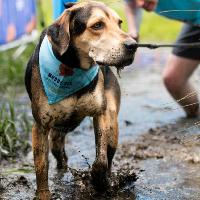 Muddy Dog Challenge Tunbridge Wells