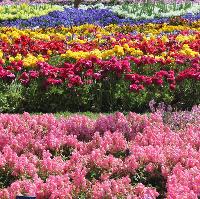 Flower Festival