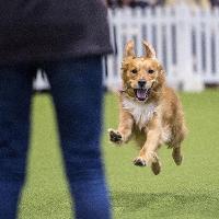 Crufts 2019 at Birmingham NEC