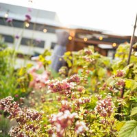 Saturday 25th April - Closed to the general public at Jacobs Roof Garden