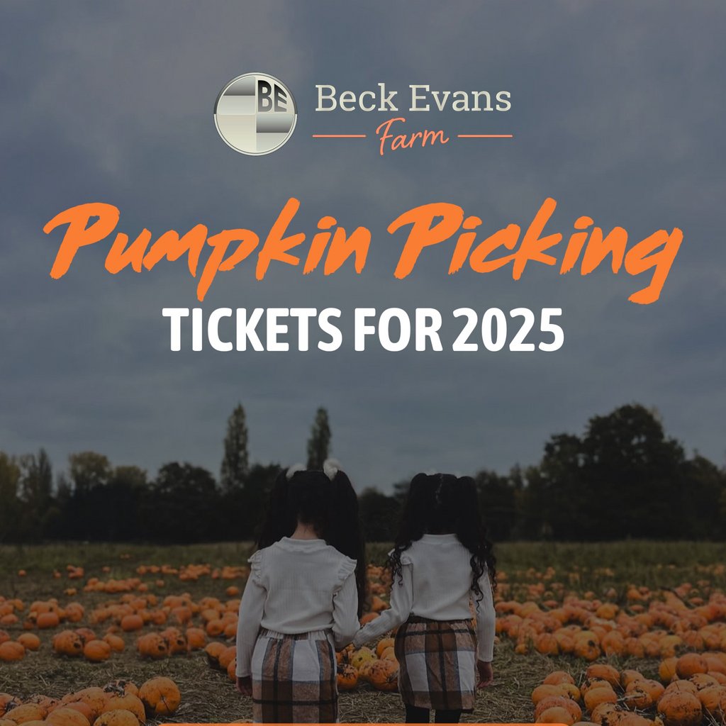 Pumpkin Picking near London & Kent @ beck evans Farm
