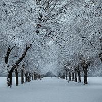 Winter Walk