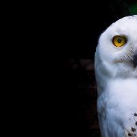 Harry Potter Themed Owl Event