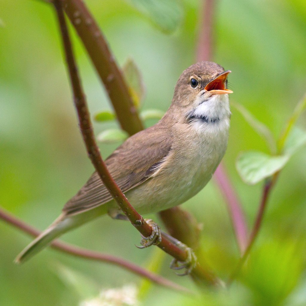 Spring Birdsong Walk
