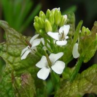 Exeter Summer Foraging Courses at Double Locks
