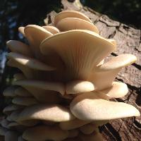 Cardiff Autumn Foraging Courses