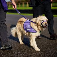 Canine Partners Dog Walk