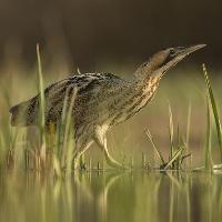 Winter Bird Walk