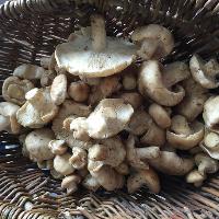 Bedfordshire Wild Food Foraging Walk